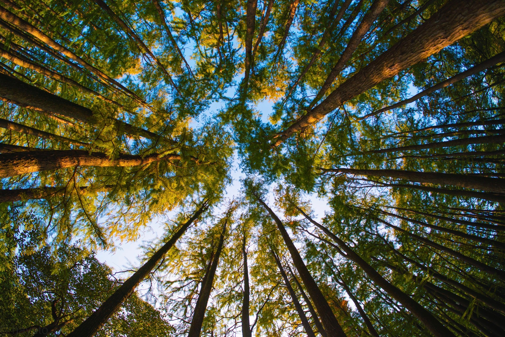 上海共青森林公园