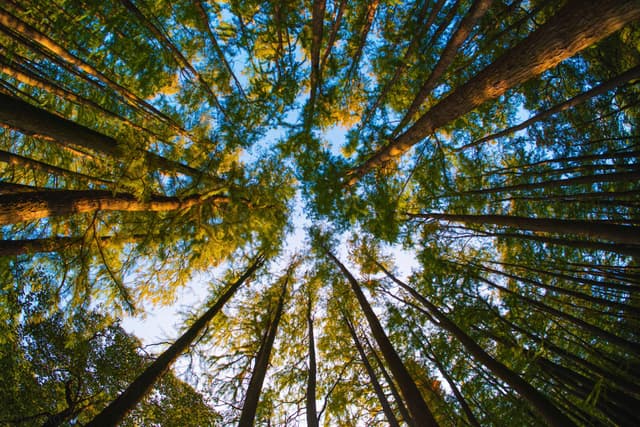 上海共青森林公园