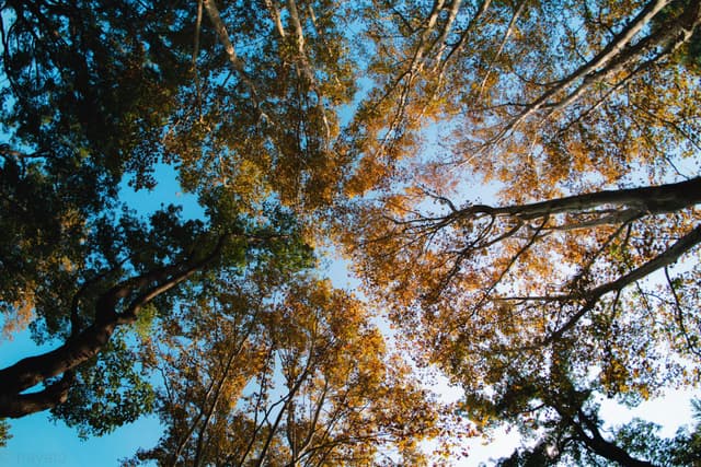 上海共青森林公园